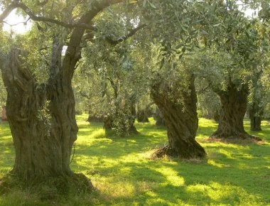 Βρέθηκαν τα πρώτα δέντρα που αναπτύχθηκαν στον πλανήτη